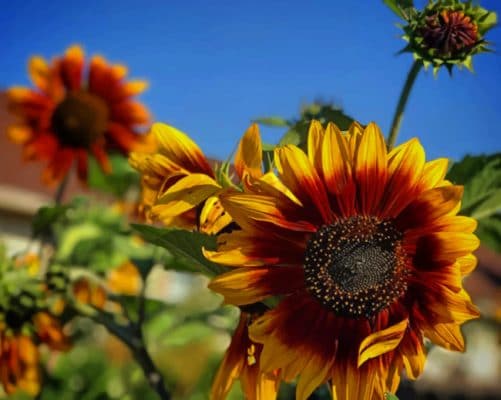 Yellow Flowers In The Field paint by numbers