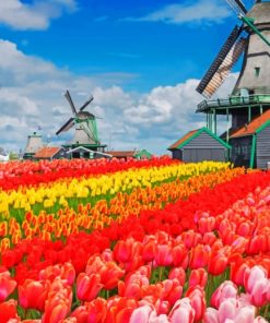 Windmills In A Flower Field paint by numbers