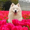 Samoyed Puppy In Flowers Field paint by numbers