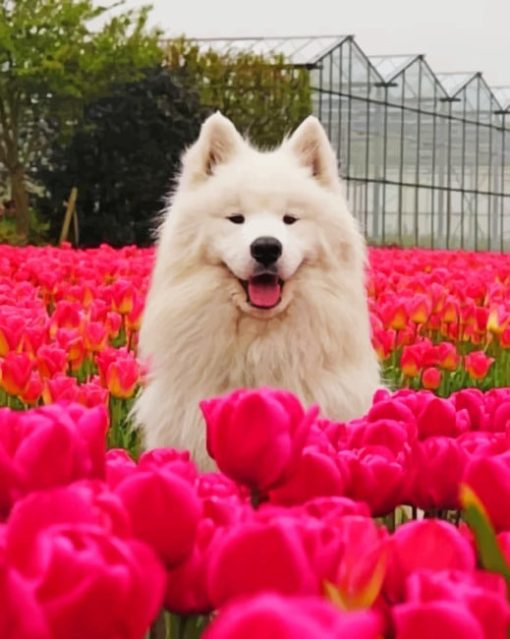 Samoyed Puppy In Flowers Field paint by numbers