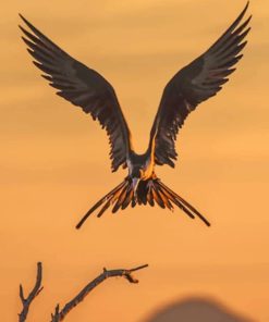 Flying Frigate Bird paint by numbers