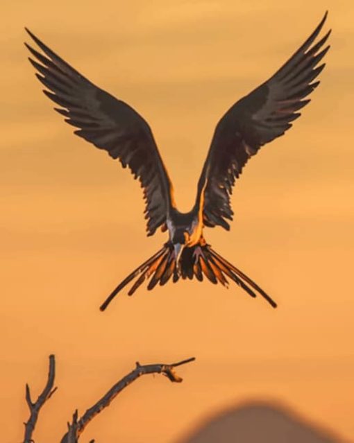 Flying Frigate Bird paint by numbers