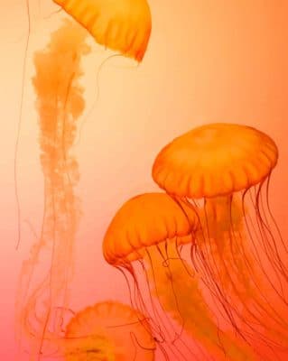 Four Orange Jelly Fishes painting by numbers