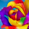 Flower With Rainbow Colors painting by numbers