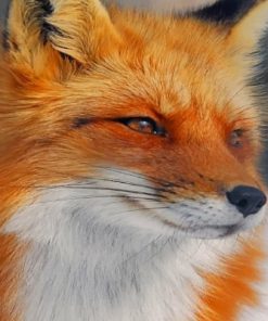 Close Up Fox painting by numbers