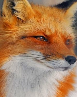 Close Up Fox painting by numbers