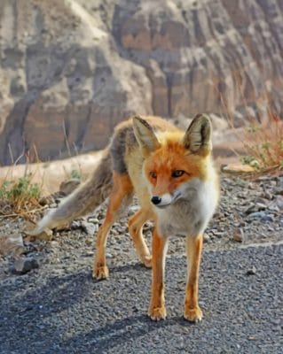 Fox In The Road paint by numbers