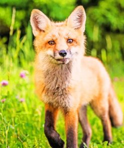 Fox Walking In Forest painting by numbers