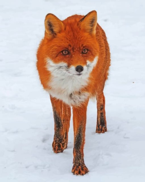 Fox Walking On Snow Field painting by numbers