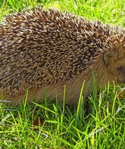 Free Hedgehog painting by numbers