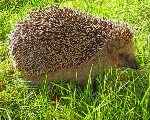 Free Hedgehog painting by numbers