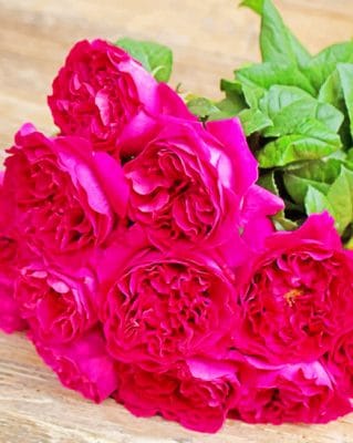 Fuchsia Roses paint by numbers