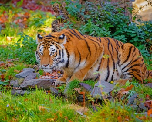 Giant Tiger In The Woods paint by numbers
