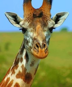 Giraffe's Face Close Up paint by numbers