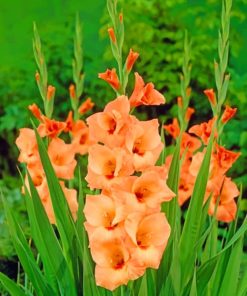 Gladiolus Flower painting by numbers