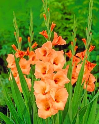 Gladiolus Flower painting by numbers