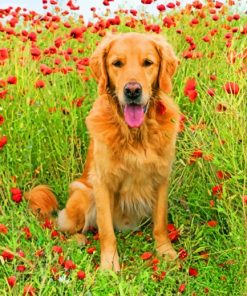 Golden Retriever In Flowers Field paint by numbers