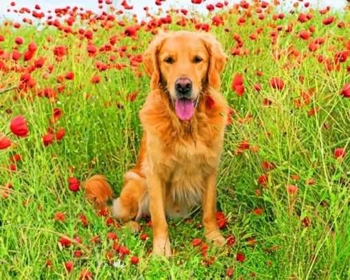Golden Retriever In Flowers Field paint by numbers