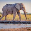 Gray Elephant Walking Near River painting by numbers