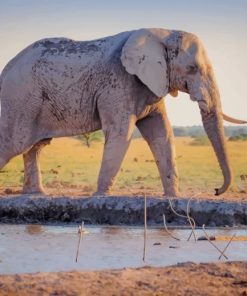 Gray Elephant Walking Near River painting by numbers