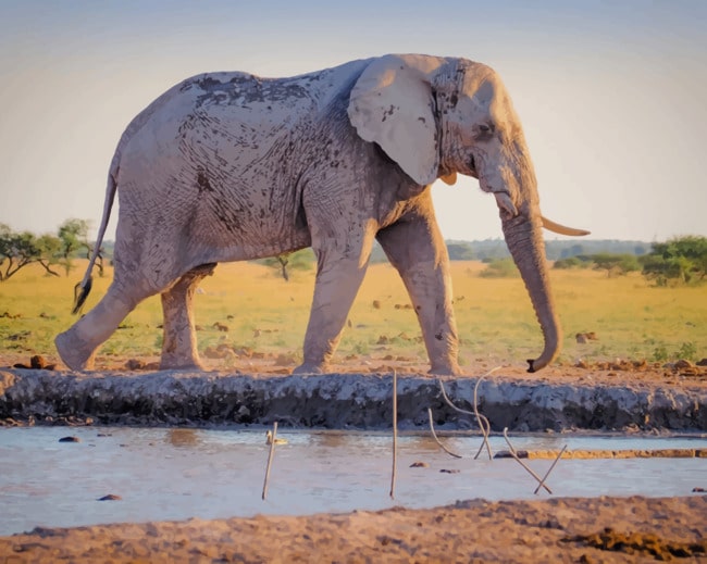Gray Elephant Walking Near River painting by numbers
