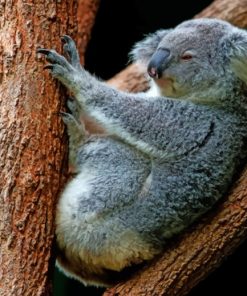 Gray Koala Perching On Tree painting by numbers