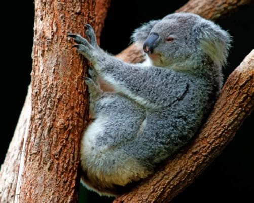 Gray Koala Perching On Tree painting by numbers