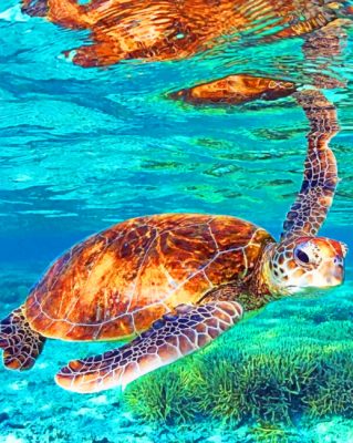 Sea turtles painting by numbers