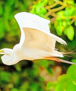 Great Egret Bird paint by numbers