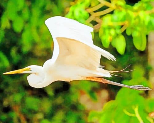 Great Egret Bird paint by numbers