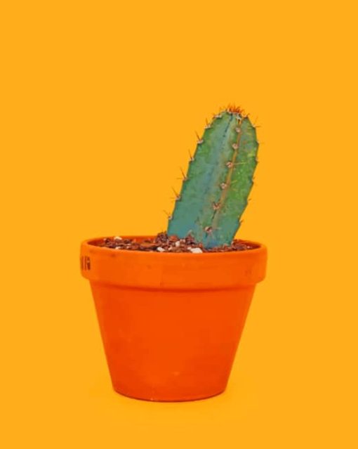 Green Cactus On Orange Pot painting by numbers