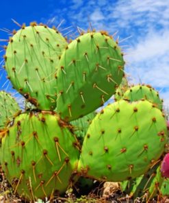 Green Cactus painting by numbers