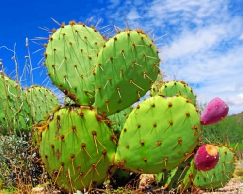 Green Cactus painting by numbers