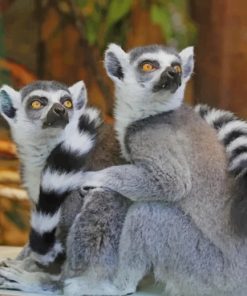 Two Lemurs painting by numbers