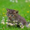 Grey Cat On Grass painting by numbers