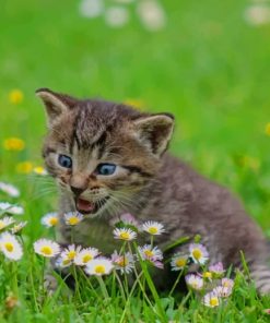 Grey Cat On Grass painting by numbers