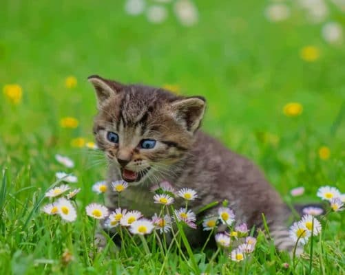 Grey Cat On Grass painting by numbers