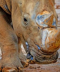 Grey Rhinoceros In Close Up painting by numbers