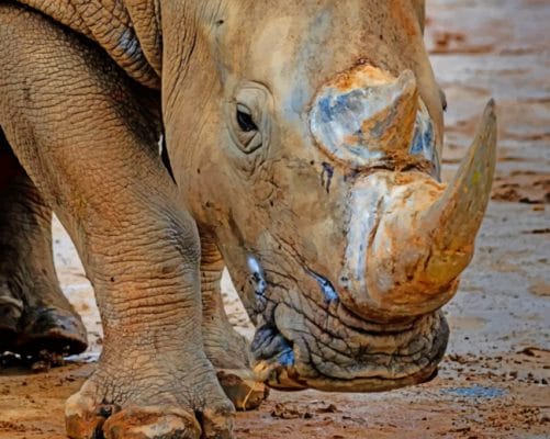 Grey Rhinoceros In Close Up painting by numbers