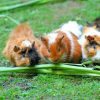 Three Hamsters Eating paint by numbers