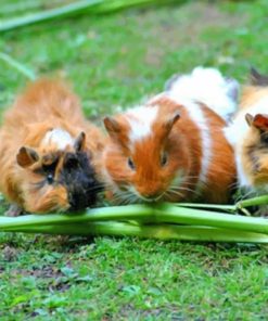 Three Hamsters Eating paint by numbers