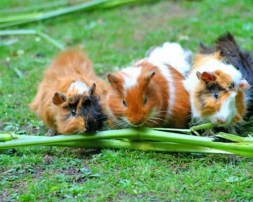 Three Hamsters Eating paint by numbers