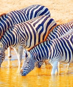 Herd Of Zebras Drinking paint by numbers