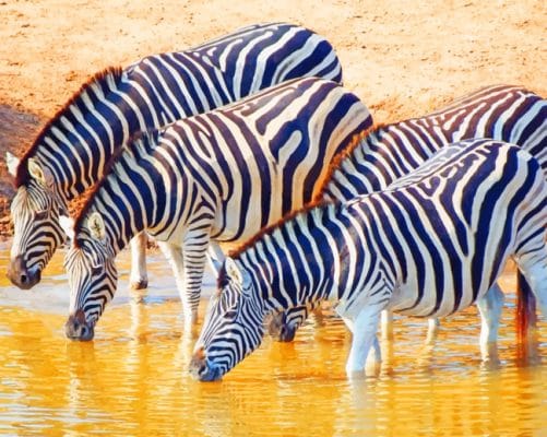 Herd Of Zebras Drinking paint by numbers