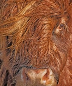 Highland Cow Face painting by numbers