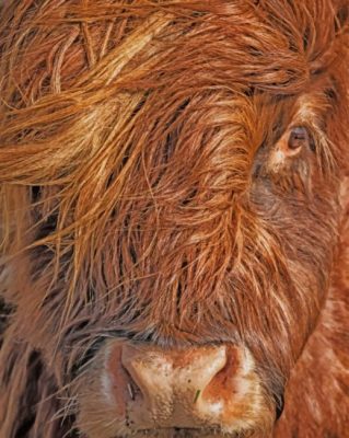 Highland Cow Face painting by numbers