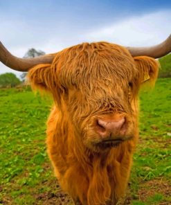 Brown Highland Cow paint by numbers