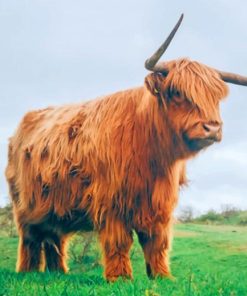 Hairy Highland Cow paint by numbers