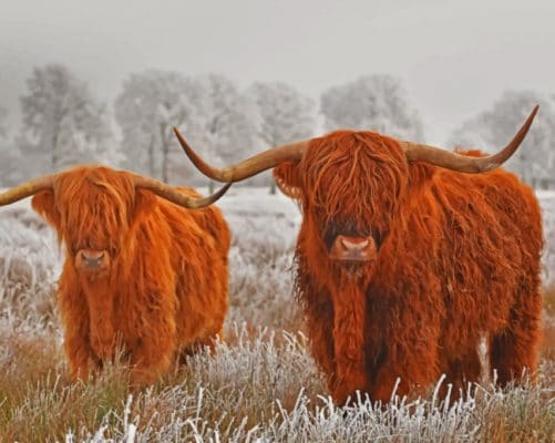 Highland Cows In The Snow paiint by numbers