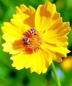 Honey Bee On Yellow Flower paint by numbers